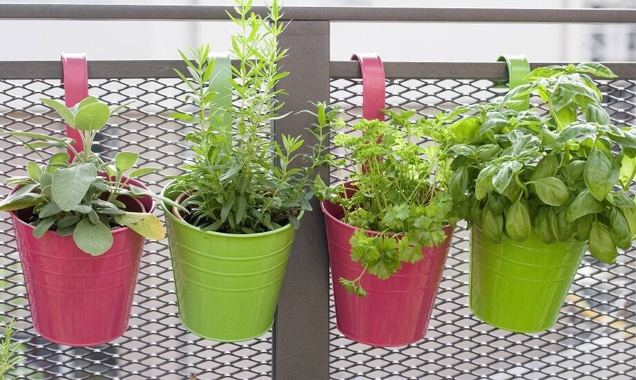 Najlepsze balkonowe rośliny dla początkujących ogrodników