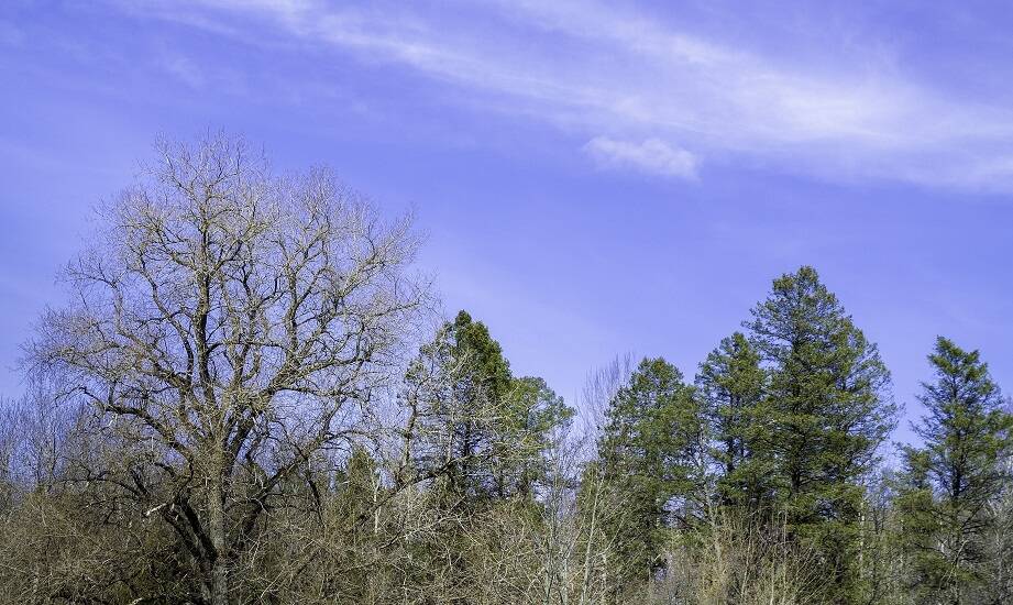 Tworzenie szczegółowej dokumentacji zdrowotnej drzew i krzewów - dlaczego jest to ważne?