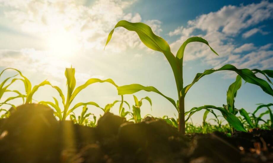 Znaczenie badań gleby w ekologicznym rolnictwie