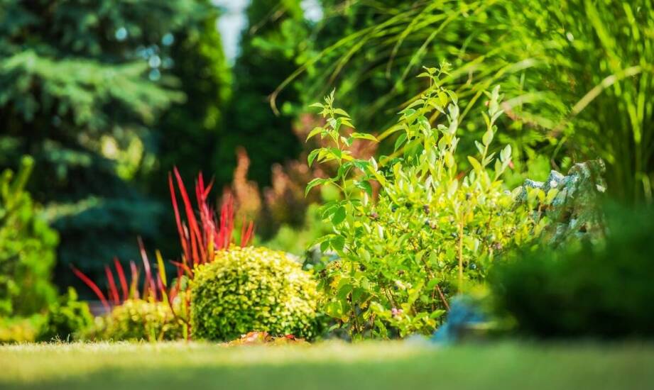 Jak Przedsiębiorstwo Handlowo-Usługowe Las i Ogród dba o jakość swoich usług w zakresie zagospodarowania zieleni terenów?