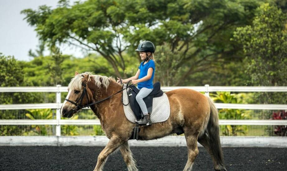 Organizacja wewnątrzklubowych zawodów w ośrodku jeździeckim - co warto wiedzieć?
