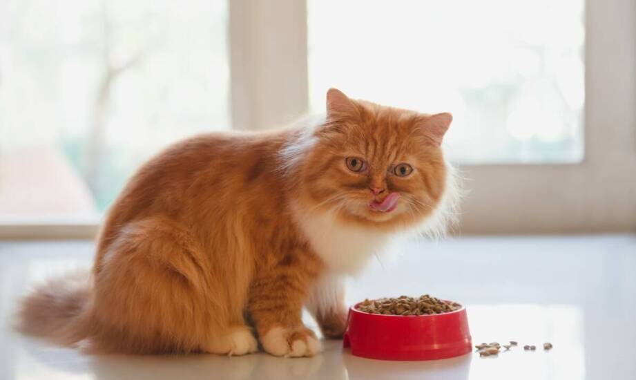 Jakie korzyści niesie ze sobą stosowanie preparatów naturalnych do odrobaczania kotów?