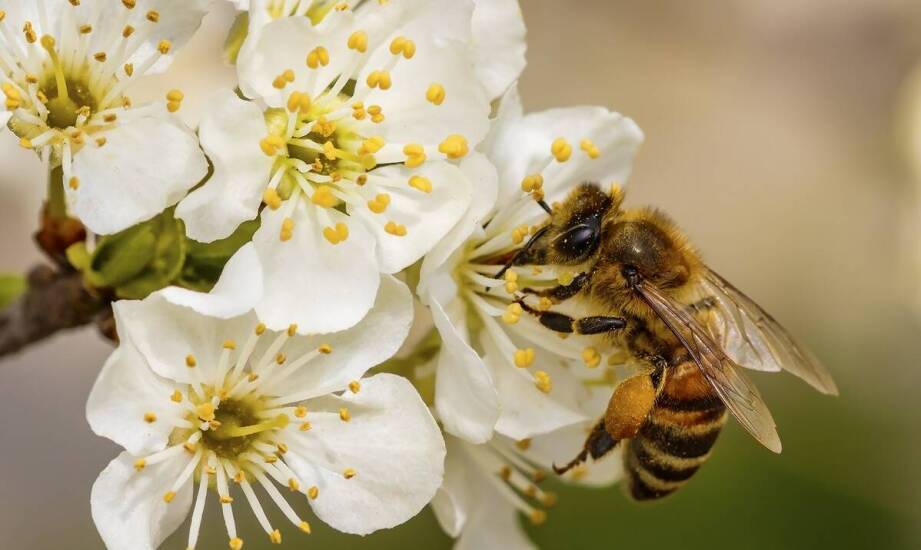 Śnieguliczka – naturalny sprzymierzeniec dla pszczół i producentów miodu