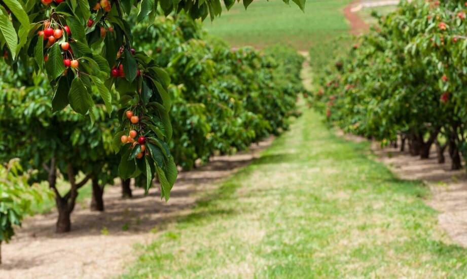 Jakie są korzyści z zastosowania mikoryzy w uprawie malin Polany?