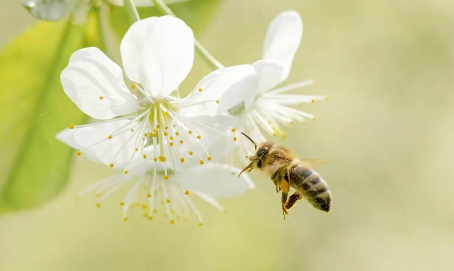 Czy pszczoła może użądlić przez ubranie? Co warto wiedzieć o ochronie?