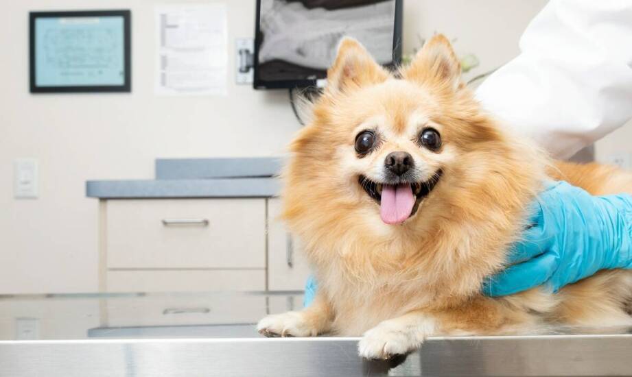 Dlaczego warto wybrać weterynarza w Bolesławcu do opieki nad starszymi zwierzętami?