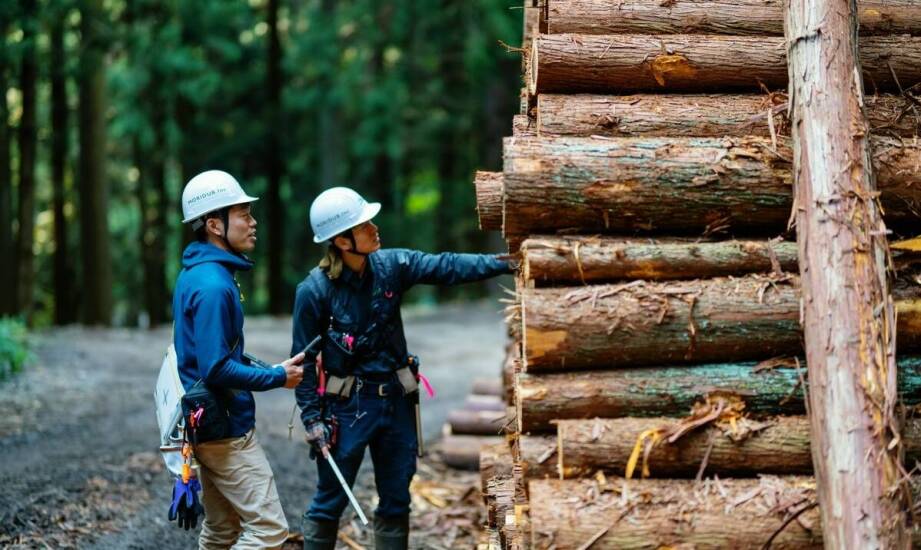 Jak wygląda proces czyszczenia lasów krok po kroku?
