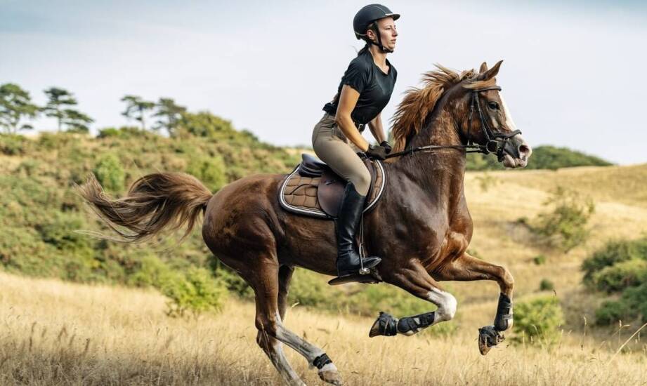 Jakie innowacje w karmnikach dla koni mogą zaskoczyć hodowców?