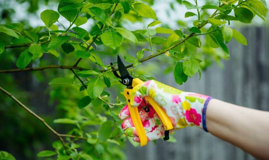 Skąd pochodzi popularność pigwy jako ozdobnego i użytkowego drzewa?