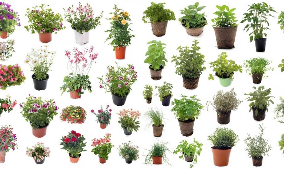 Trująca sansewieria a inne popularne rośliny doniczkowe – porównanie