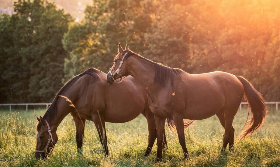 Rola legowiskowych mat w redukcji stresu u koni