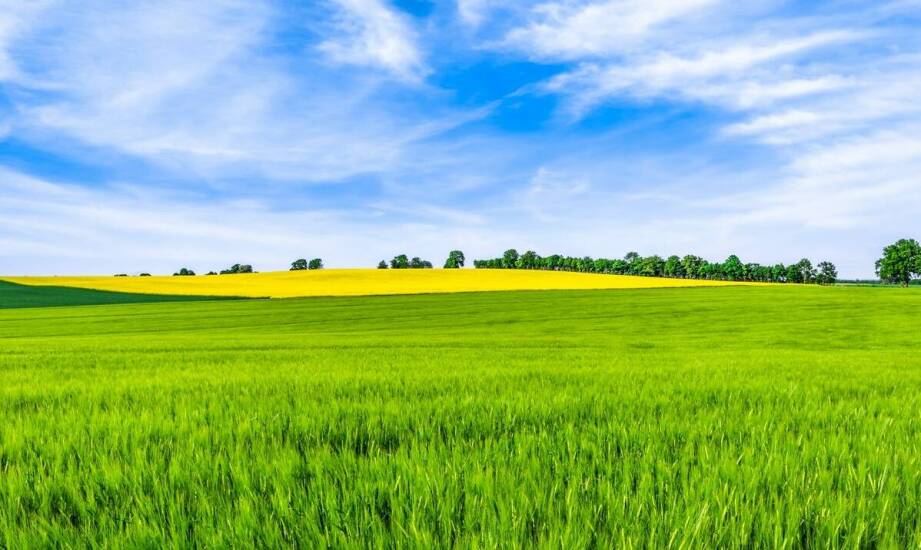 Trawa pastwiskowo-łąkowa: idealne rozwiązanie dla różnorodnych warunków glebowych