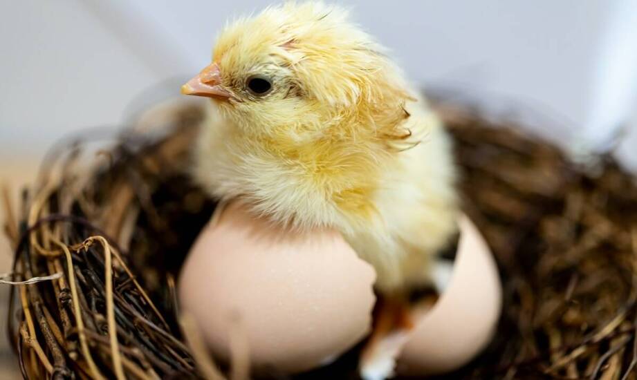 Jak witaminy wpływają na zdrowie układu pokarmowego u kurcząt?