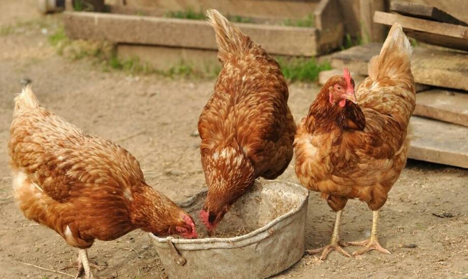 Znaczenie koncentratów w diecie kur niosek