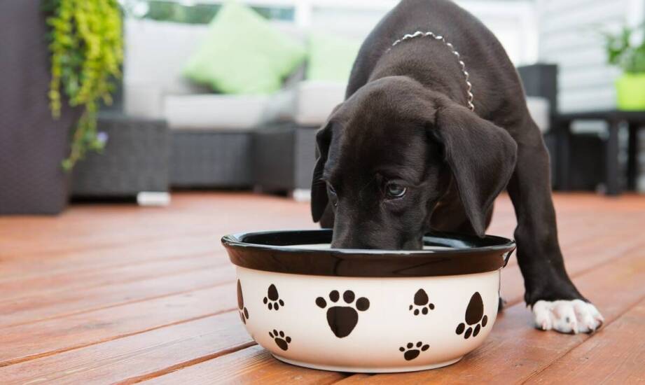 Naturalne składniki w karmie premium dla pupila – co to oznacza dla Twojego psa?