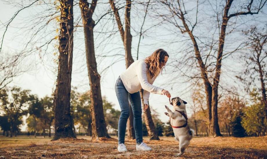 Pastuch dla psa – jak wpływa na relacje między właścicielem a psem?