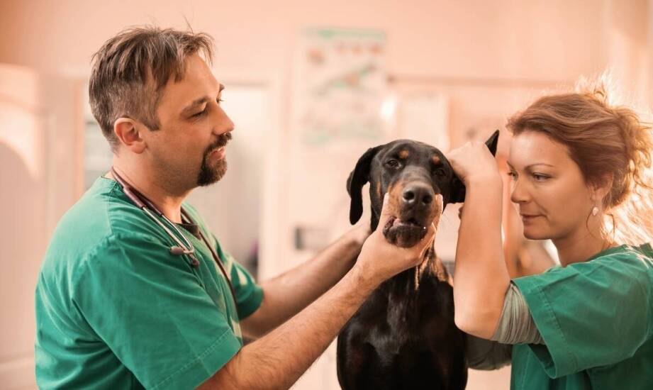 Jak weterynarz w Elblągu dba o zdrowie zębów Twojego pupila?