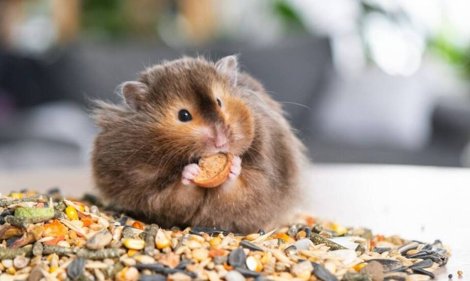 Jakie przekąski dla gryzoni są najzdrowsze?