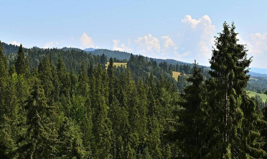 Skałki na karpatce – doskonałe miejsce dla miłośników przyrody.