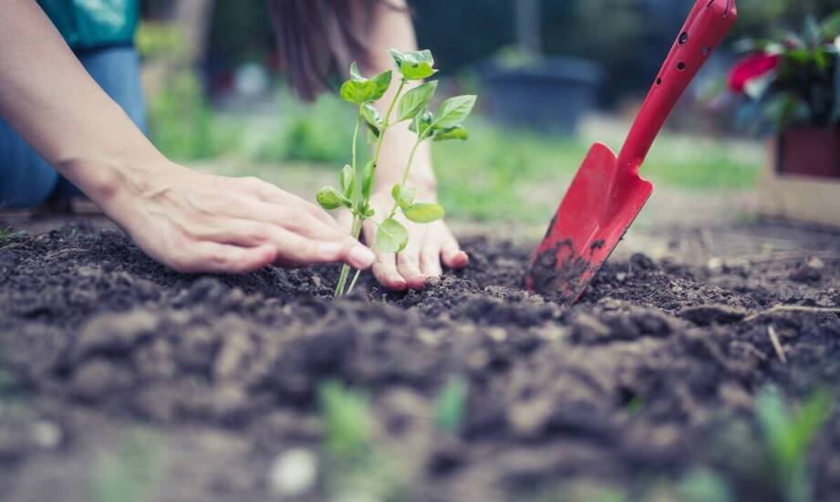 Poradnik krok po kroku: jak przesadzać drzewkowe róże?