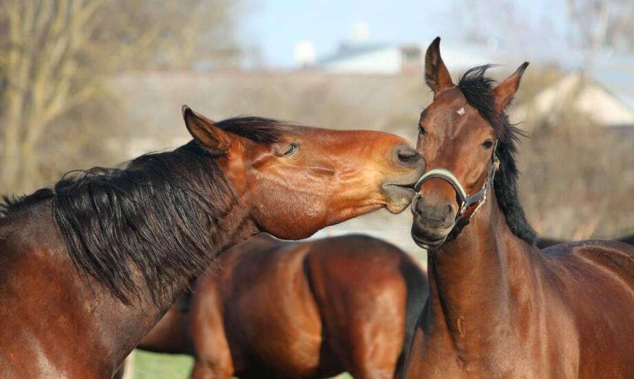 Jakie właściwości powinno zawierać mleko dla źrebaka?