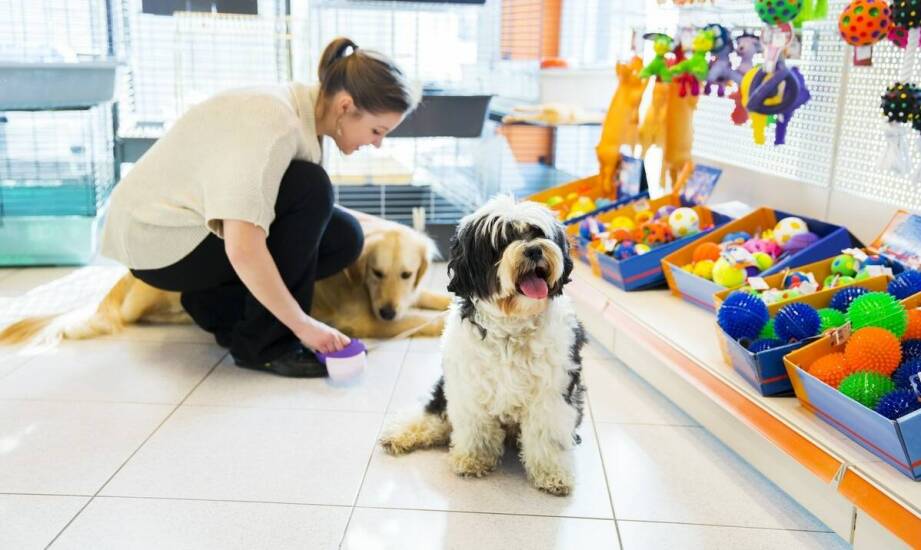 Przedszkole dla szczeniąt jako kluczowy etap w rozwoju młodego psa.