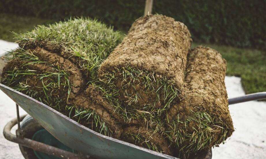 Trawa z rolki: jakie znaczenie ma odporność na szkodniki?