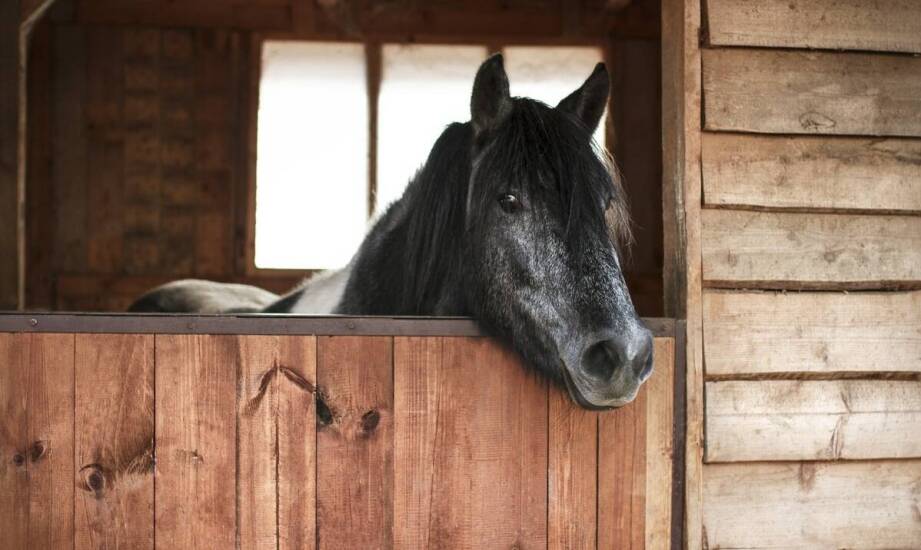 Dlaczego aluminiowe podkowy są polecane dla koni z wrażliwymi kopytami?
