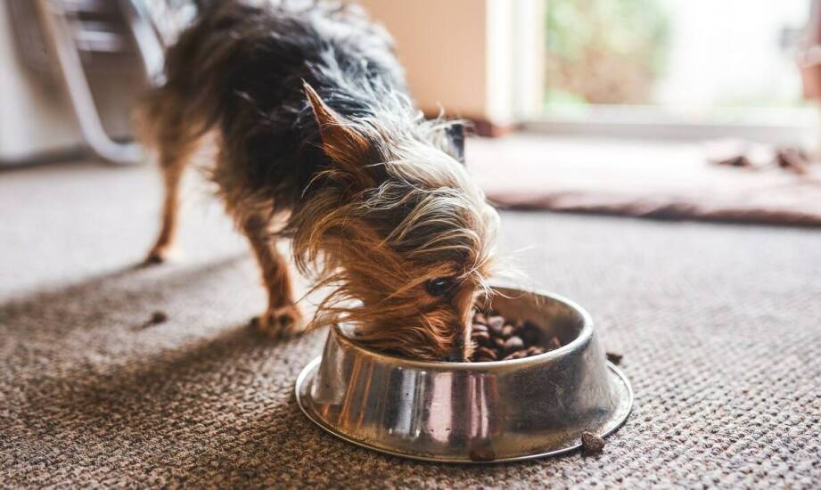Jakie są zalety monobiałkowej karmy dla małych psów z wrażliwym układem pokarmowym?