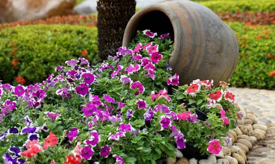 Wybór odpowiedniego nawozu dla surfinii – co warto wiedzieć?