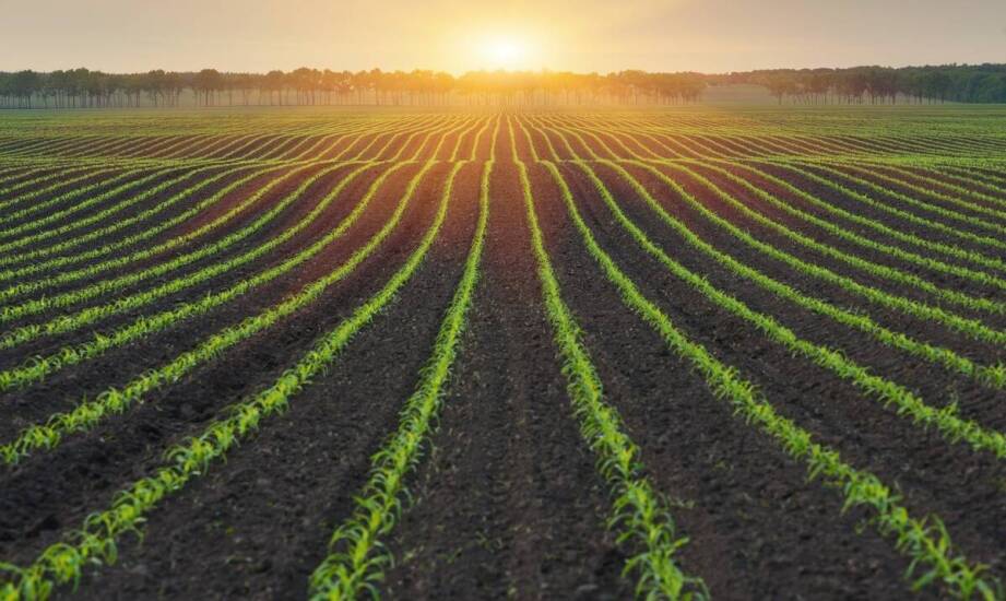 Jak odpowiednie stosowanie odżywek do kukurydzy wpływa na poprawę struktury gleby?