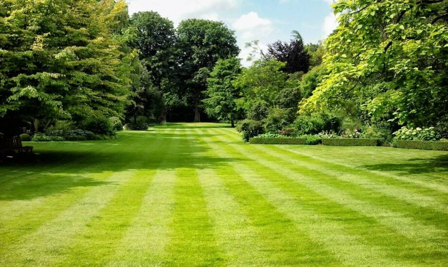 Najlepsze mieszanki traw na nasłonecznione obszary – co warto wiedzieć?