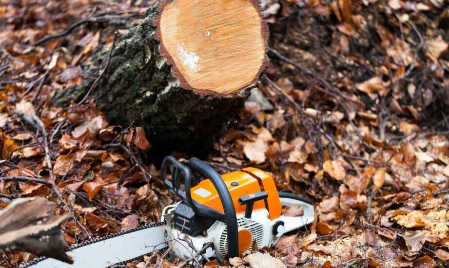 Piły spalinowe Echo w oczach użytkowników – najczęściej wymieniane zalety i wady