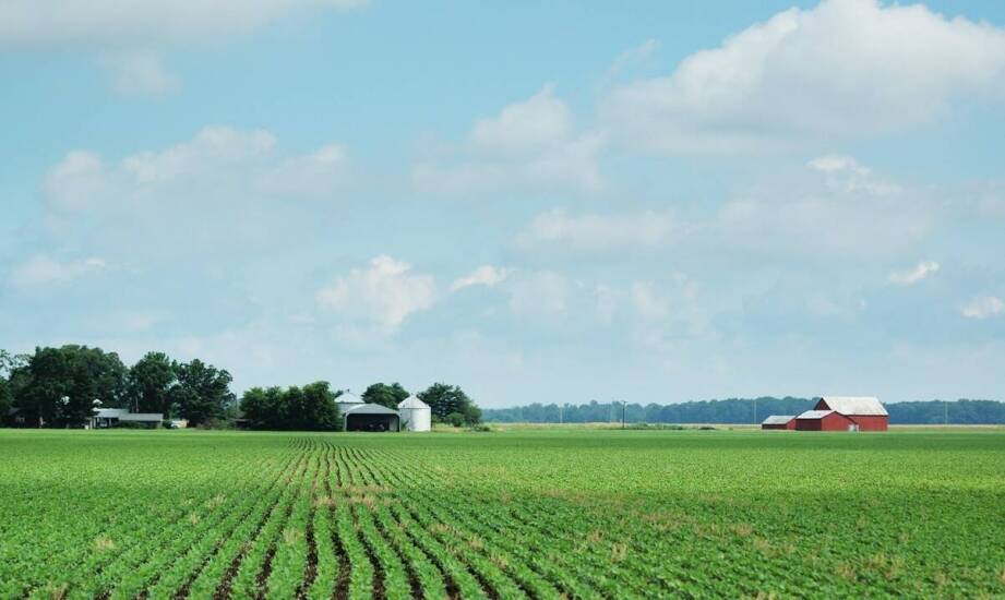 Ekonomiczna przewaga stosowania kukurydzy oseva w produkcji rolnej