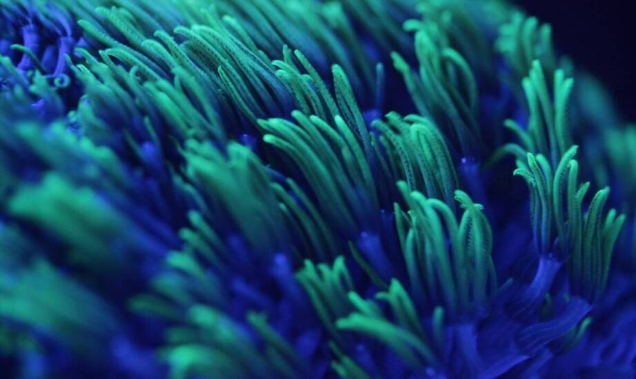 Jak KH miernik pomaga w utrzymaniu zdrowia koralowców?
