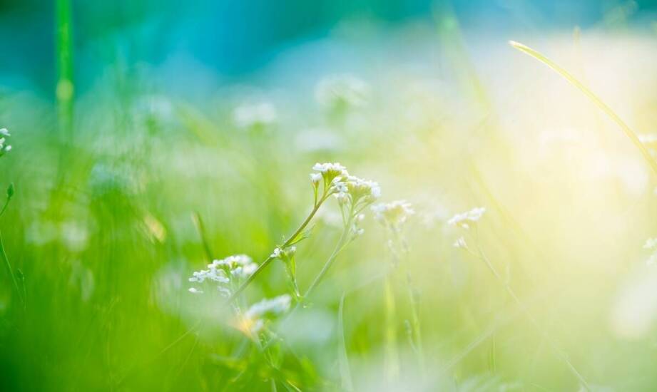 Na co pomaga biały pięciornik?