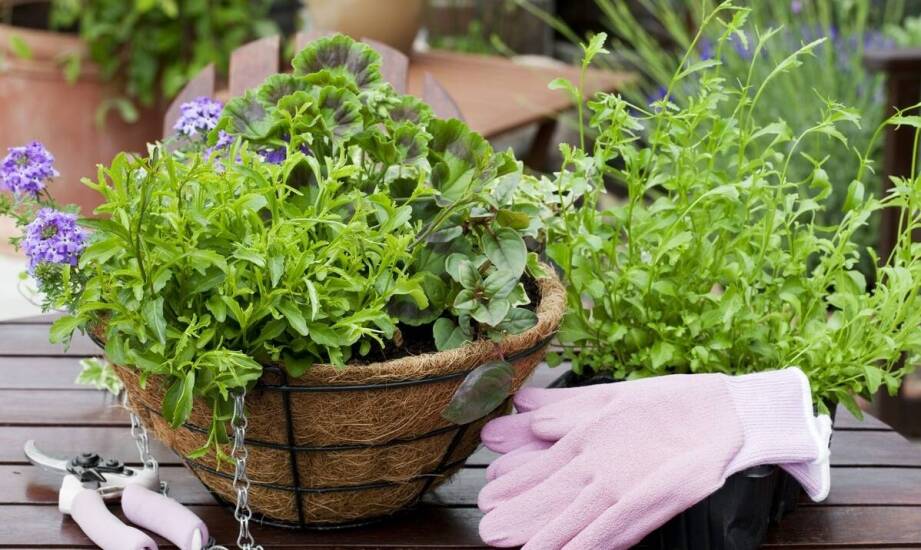 Mikoryza i jej wpływ na zdrowie ozdobnych roślin