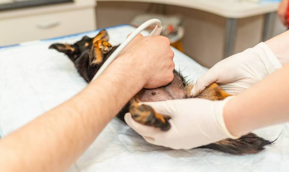 Znaczenie nowoczesnej obrazowej diagnostyki w weterynarii