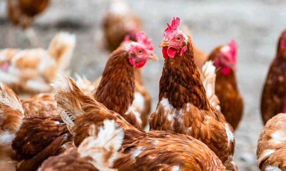 Obrączki dla kur – jakie modele są dostępne na rynku?