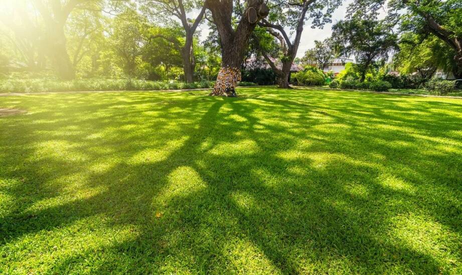 Rola profesjonalnego sprzętu w usuwaniu szerszeni gniazd