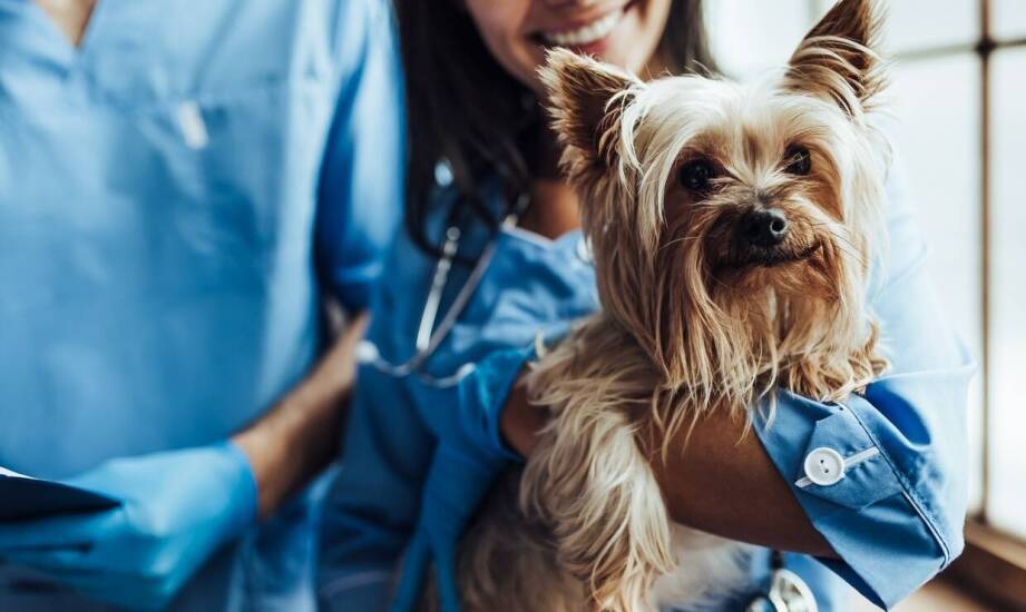 Czy istnieją ryzyka związane z odrobaczaniem i jak je minimalizować?