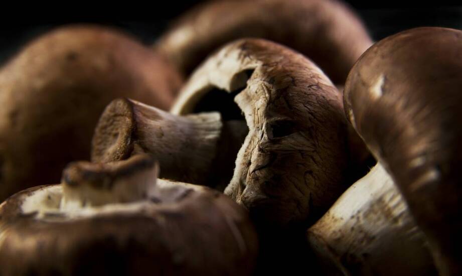 Leśne grzyby - wartości odżywcze i zastosowanie w kuchni