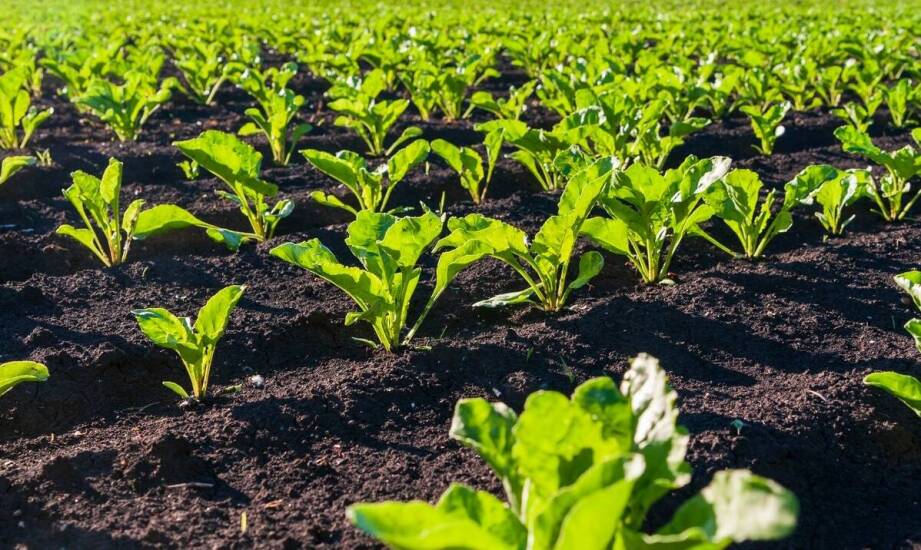 Wpływ zmian klimatycznych na uprawy bardzo wczesnych ziemniaków sadzeniaków