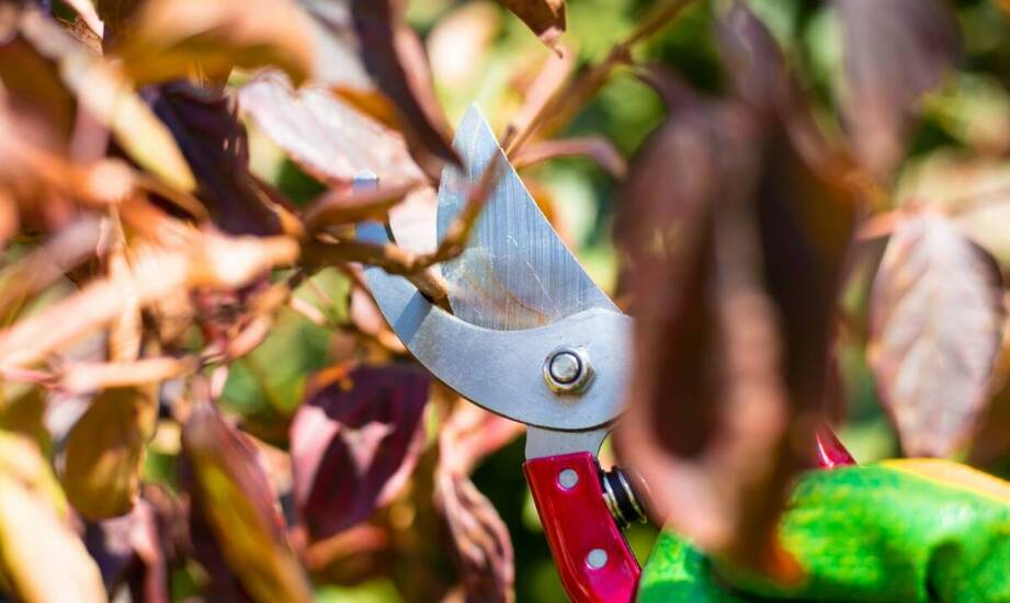 Nowoczesne ogrodnicze sekatory: jakie innowacje oferują?