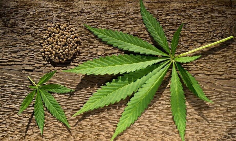 Jak feminizowane nasiona konopi wpływają na jakość kolekcji?