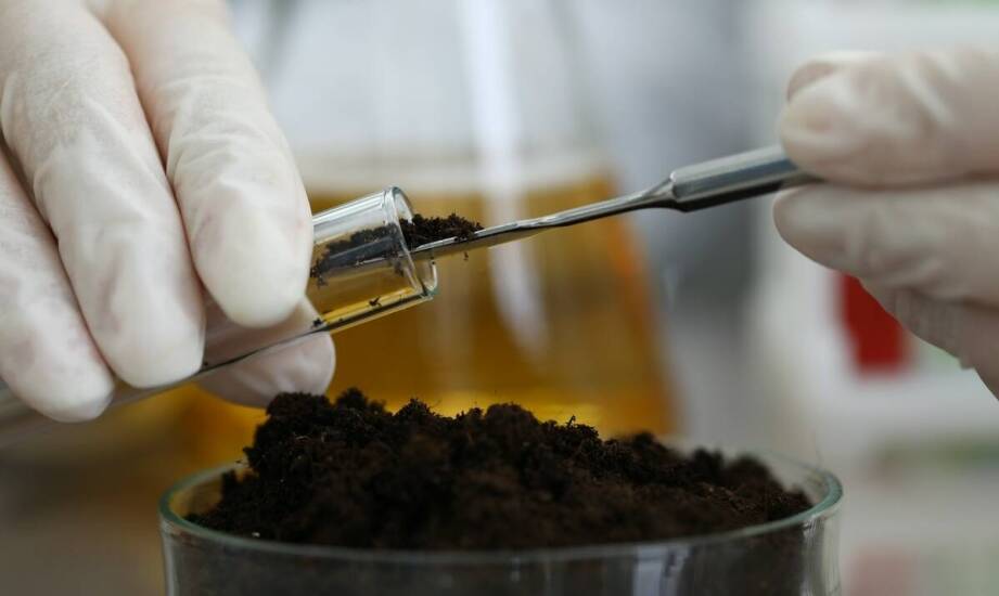 Kontrola jakości gleby jako podstawa efektywnej uprawy cebuli