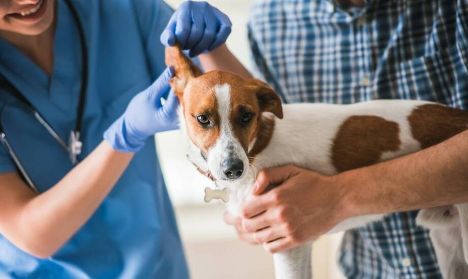 Jak nowoczesna diagnostyka uszu wpływa na zdrowie zwierząt?