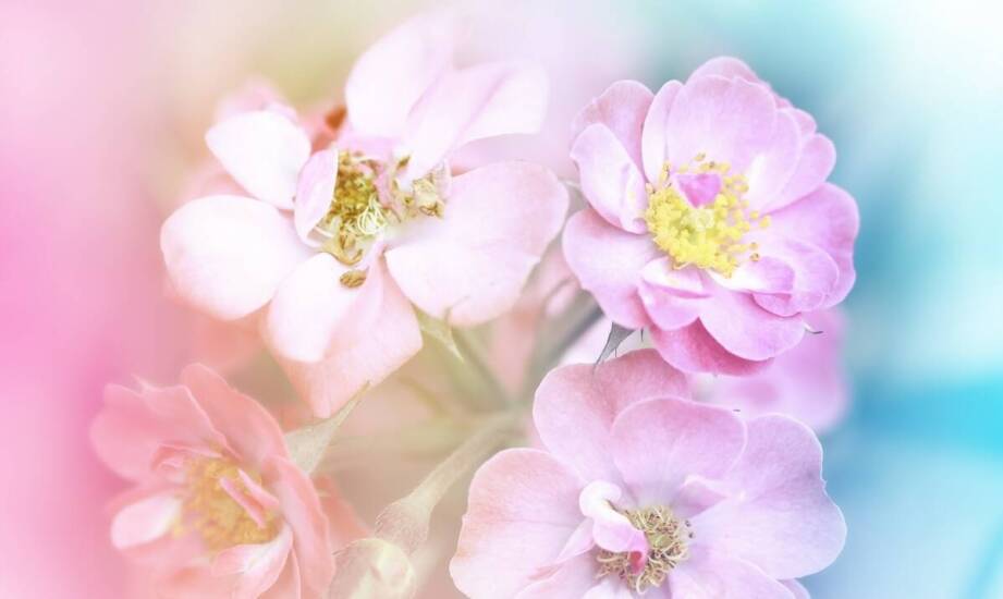 Wpływ Cistus Complex na zdrowe starzenie się organizmu