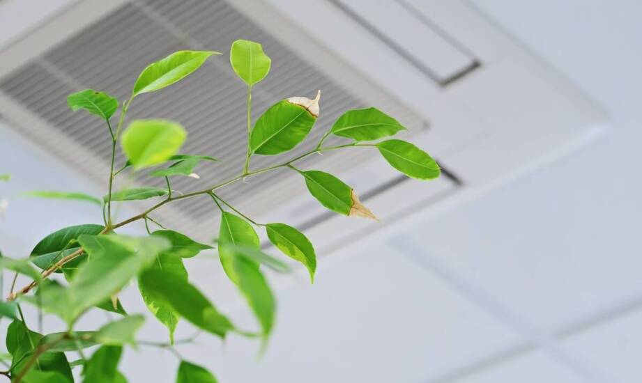 Jak XXL Cytovital wspiera organizm w procesie regeneracji po intensywnym wysiłku fizycznym?