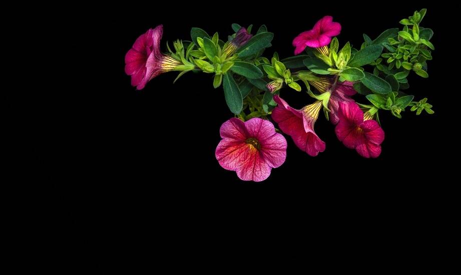 Kwiatomaty a jakość i świeżość oferowanych kwiatów